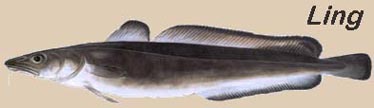 Peixe Ling